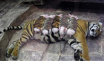tigerpig1.jpg