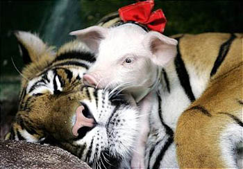 tigerpig2.jpg