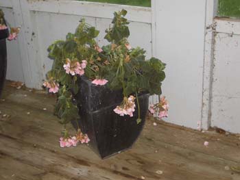 Blomster efter frost