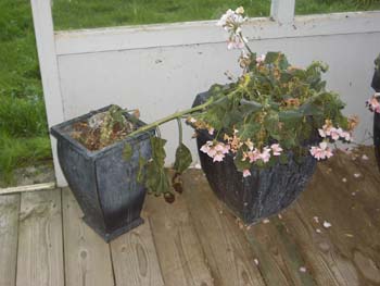 Blomster efter frost