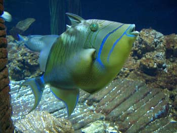 En farverig fisk i akvariet
