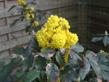 Rhododendron taet paa