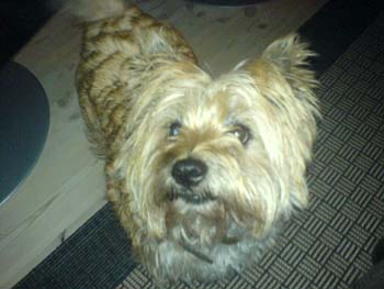 En lille soed hund