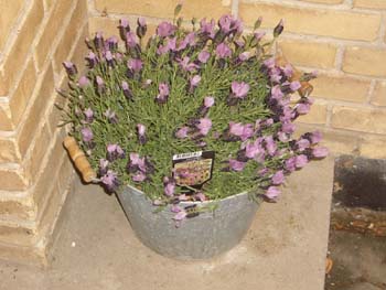 Lavendel på trappen
