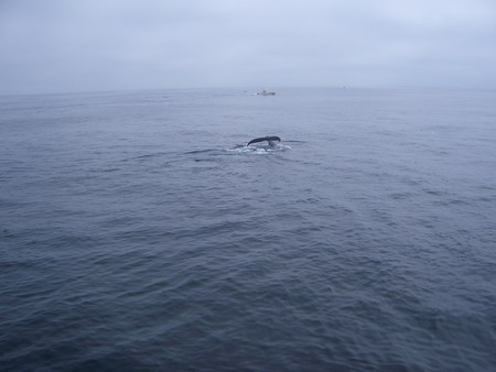 Boton Whale Safari