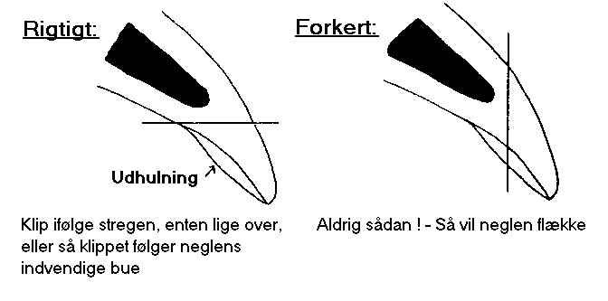 Logisk Blot jord Sådan klipper du kløer/negle på hunden - Skinnerup bloggen