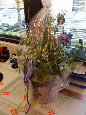 En stor lilla, syrisk rose til at plante i haven En stor lilla, syrisk rose til at plante i haven