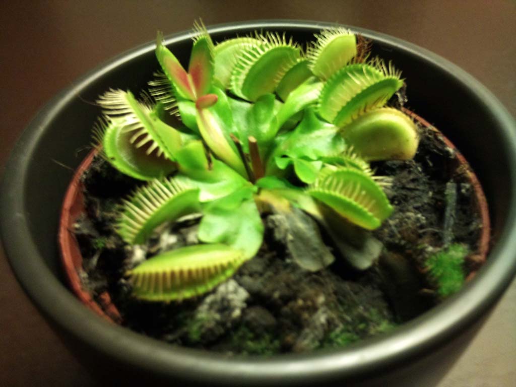 Kødædende planter i køkkenet skinnerup bloggenskinnerup bloggen