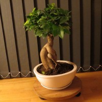 En ginseng plante med hvid potte