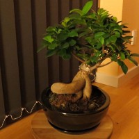 En ginseng plante med sort potte